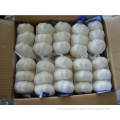2014 China New Crop (pure / normal) White Fresh Garlic